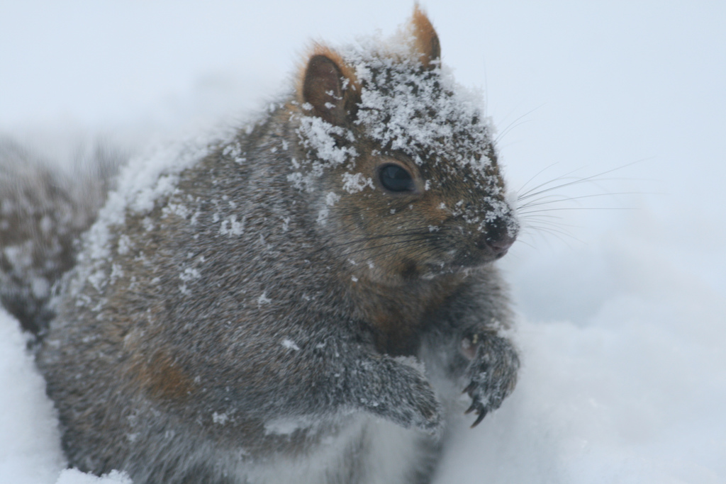 L'écureuil gris (Sciurus carolinensis) est originaire  d'Amérique du Nord. Importé en Europe, il a apporté avec lui un virus  qui décime les populations européennes d'écureuils roux. © Arthur Chapman, Flickr, CC by-nc-sa 2.0
