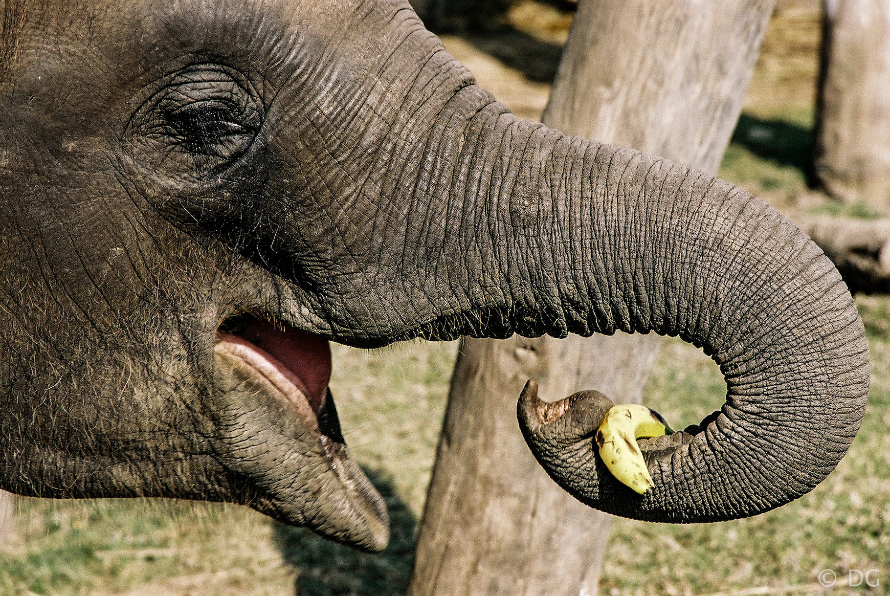 À la surprise des chercheurs, une éléphante du zoo de Berlin (Allemagne) a appris à éplucher des bananes. © David guinaldo, EyeEm, Adobe Stock