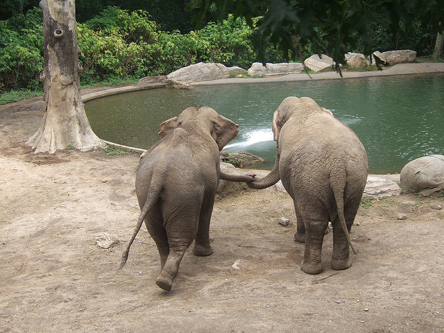 Même en captivité, comme ici au zoo du Bronx, ces éléphants d'Asie entretiennent entre eux des rapports sociaux complexes. © Salvo Candela, Flickr, CC by-nc-sa 2.0