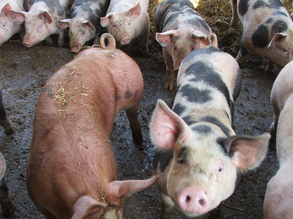 En 2008, 56 % des antibiotiques vétérinaires français ont été utilisés dans des élevages porcins. © podchef, Flickr, cc by nc sa 2.0