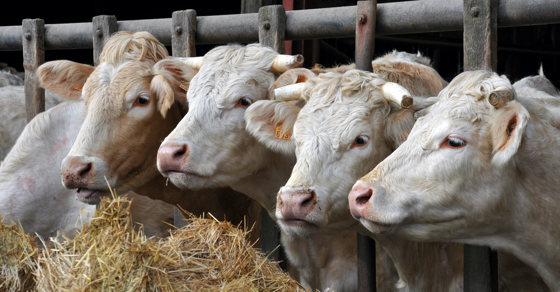 L’agriculture et l’élevage, notamment, sont des sources d’émission de méthane (CH4) de plus en plus importantes dans le monde. © coco, Adobe Stock