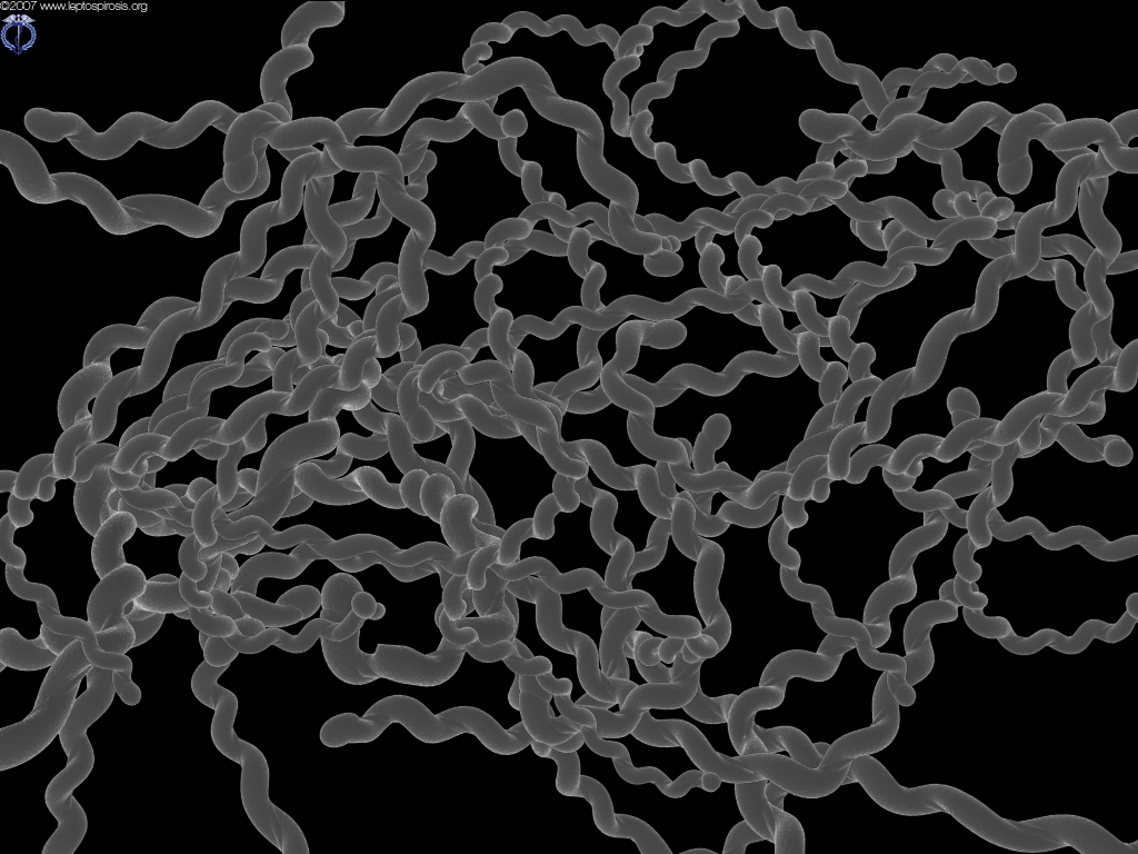 Images générées à l'ordinateur d'après des informations obtenues avec un microscope électronique de bactérie de Leptospira interrogans. Crédit : www.leptospirosis.org
