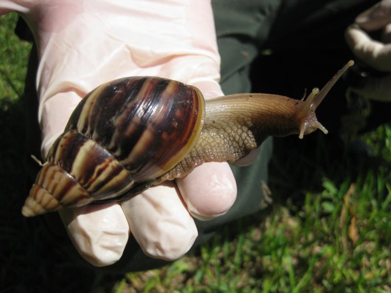 Les escargots géants africains peuvent peser jusqu'à 1,5 kg. &copy; AFP PHOTO/Florida Department of Agriculture Division of Plant Industry