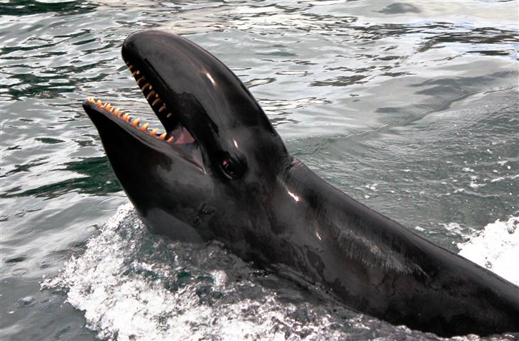 Les fausses orques sont des odontocètes, ce qui veut dire que, à la différence des mysticètes qui possèdent des fanons, elles ont des dents. &copy; Aude Pacini