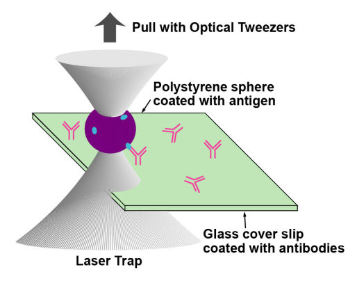 Le shéma du principe de la pince optique utilisée pour mesurer des concentrations femtomolaires. Crédit : NIST