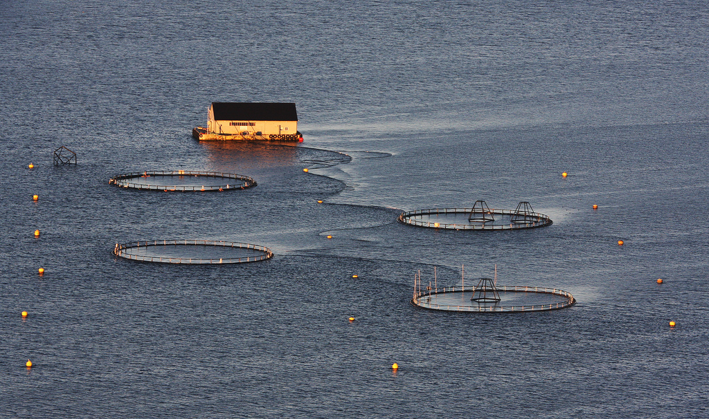 Près de 75 % des saumons disponibles sur le marché proviendraient de Norvège et du Chili. La Norvège produirait à elle seule 90 % du saumon de l'Atlantique. © Yodod, Flickr, cc by nc nd 2.0