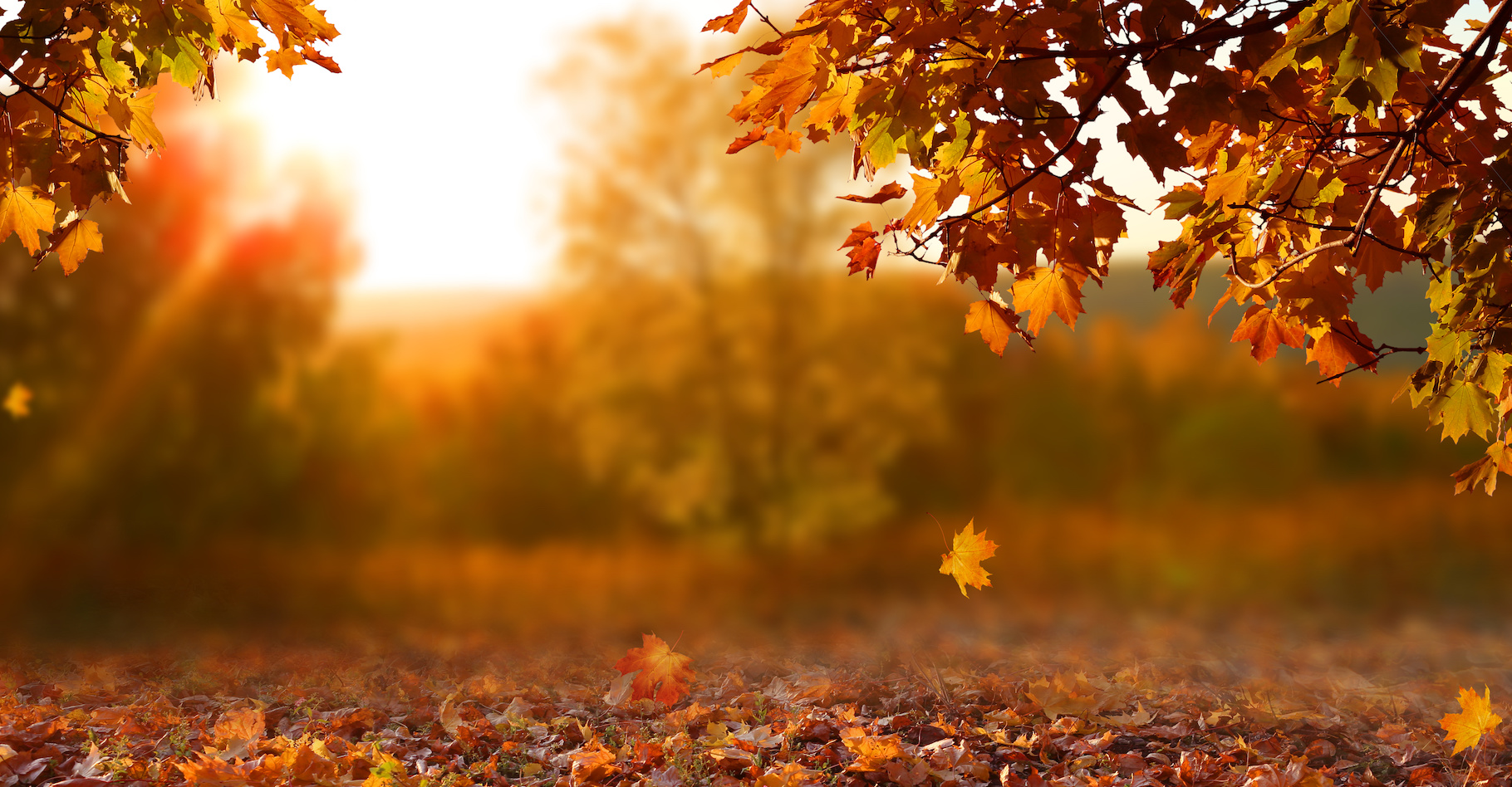 Avec le réchauffement climatique, les feuilles vont tomber plus tôt et plus longtemps de nos arbres. © Lilya, Adobe Stock