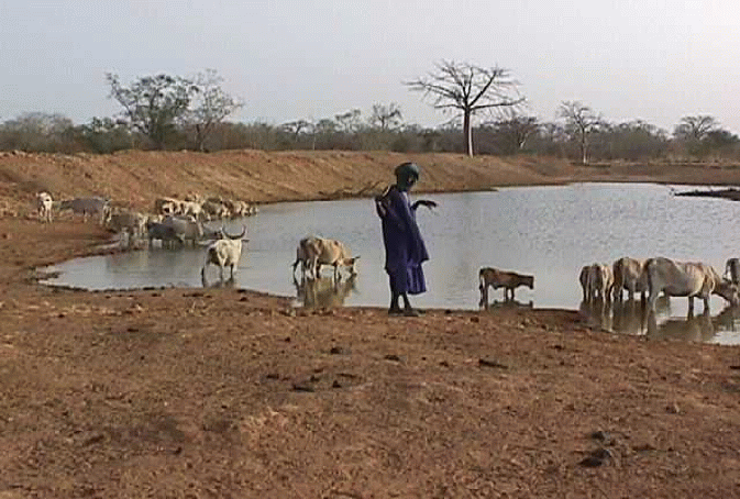 Le virus de la fièvre de la vallée du Rift touche principalement le bétail, mais n'épargne pas l'Homme. Crédits DR