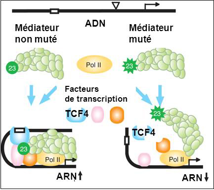 Figure 2 : dans le cas du gène JUN, la protéine MED23 mutée ne permet plus l'assemblage nécessaire à la transcription. © Inserm
