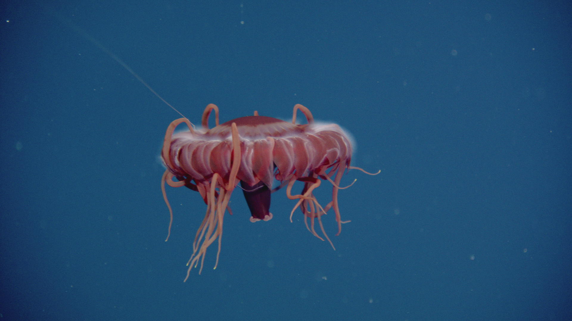Cette méduse est une espèce inconnue, découverte durant la mission&nbsp;Wiring Abyss 2012,&nbsp;à 1.978 m de profondeur.&nbsp;© Neptune&nbsp;Canada,&nbsp;CSSF, cc by nc sa 2.0