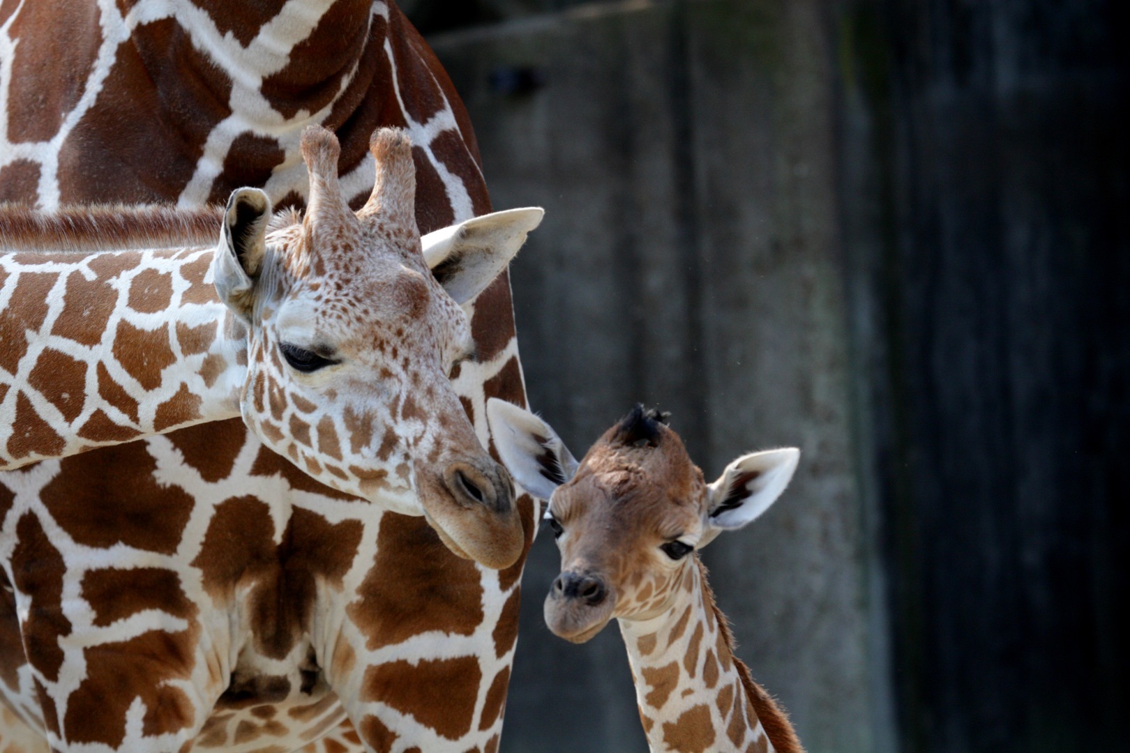 Le projet brésilien Embrapa prévoit de cloner 8 espèces animales en voie de disparition au Brésil. Ils espèrent toutefois rapidement pouvoir cloner les girafes et éléphants d'Afrique qui font parties des espèces gravement en danger. © Frank Peter, Flickr CC by-nc-nd-2.0