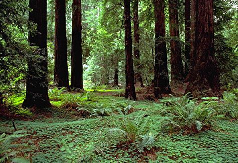 Forêt de séquoias dans le Muir Woods National Monument. Crédit Commons.