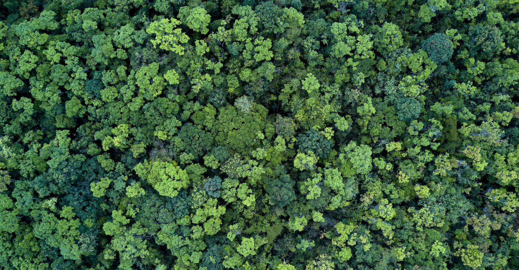 Les forêts stockent du carbone et beaucoup comptent sur elles pour nous aider à limiter le réchauffement climatique. Ce ne sera pas si automatique, préviennent les chercheurs. © Kalyakan, Adobe Stock