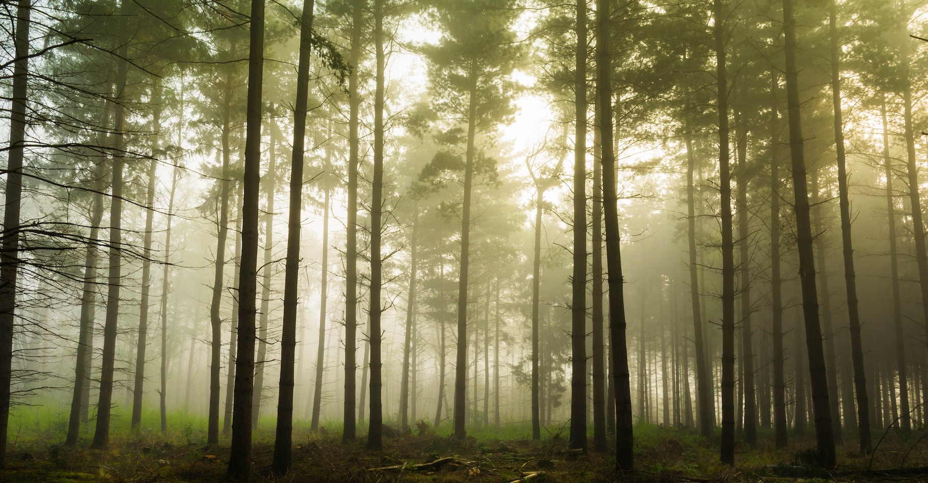 Une étude révèle que la pression de vapeur et les variations de température sont les facteurs climatiques qui affectent le plus nos forêts. © Julien R, Unsplash
