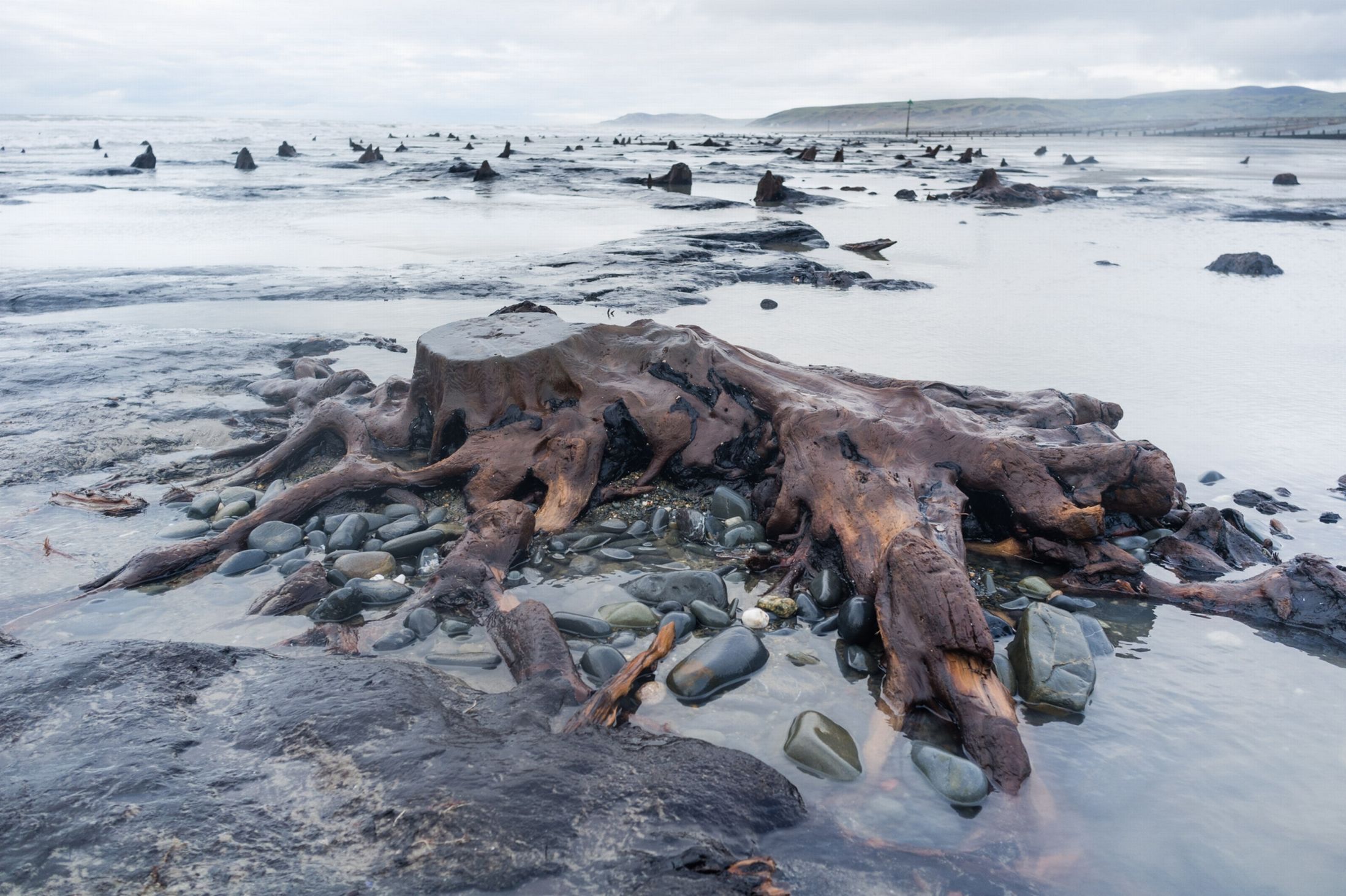 Une forêt préhistorique émerge sur une plage du Pays de Galles. © Welsh photographs
