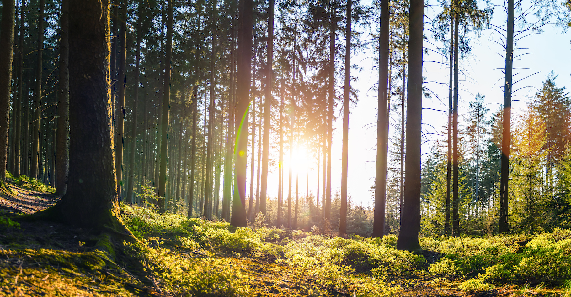 Des chercheurs de l’université de l’État de l’Oregon (États-Unis) ont étudié la capacité des forêts à limiter le réchauffement climatique. Leur aptitude à y résister aussi. Et à constituer un refuge de la biodiversité. Certaines forêts de l’ouest des États-Unis sortent du lot. © AA+W, Adobe Stock