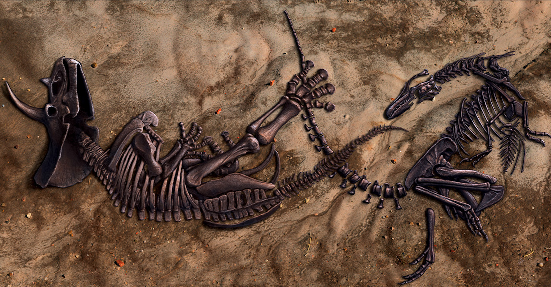 Le Musée d’histoires naturelles de Caroline du Nord (NCMNS) vient de racheter à des propriétaires privés, un fossile extraordinairement bien préservé semblant figurer un T-Rex et un Triceratops en plein duel. © Musée d’histoires naturelles de Caroline du Nord