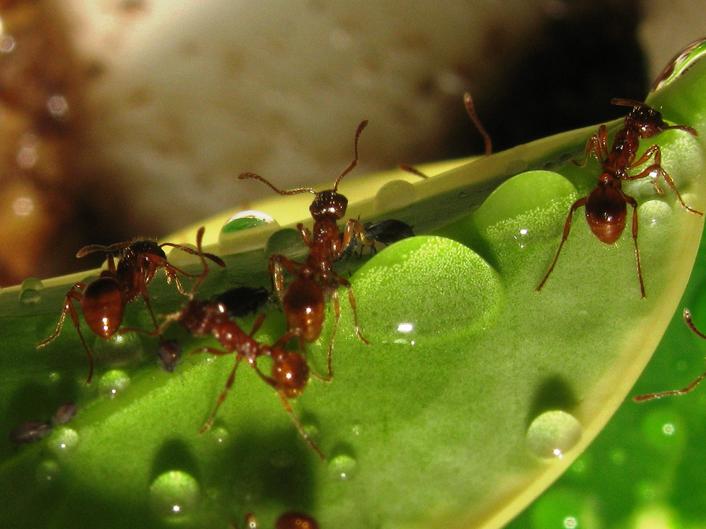 Le genre Myrmica inclut plus de 200 espèces de fourmis. Elles vivent dans les régions tempérées du globe, ainsi qu'en altitude dans les montagnes du sud-est asiatique. © McKillaboy, Flickr, cc by nc nd 2.0