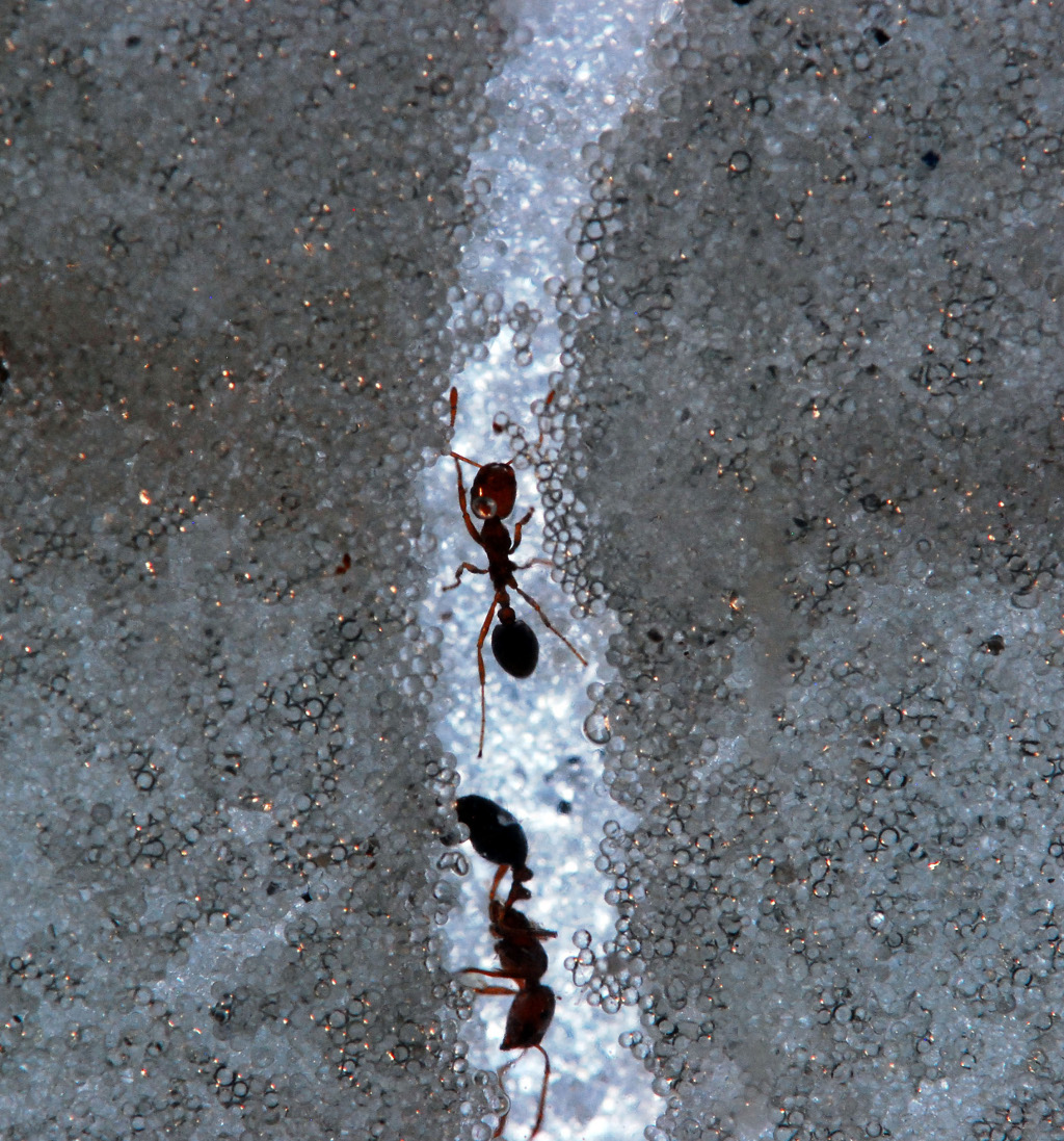 Les fourmis de feu sont&nbsp;invasives. Elles&nbsp;sont arrivées aux États-Unis, au port de Mobile,&nbsp;dans les années 1930. Depuis, elles ont continué&nbsp;leur colonisation de la planète, et sont notamment parvenues en Australie en 2001. ©&nbsp;Georgia Institute of Technology