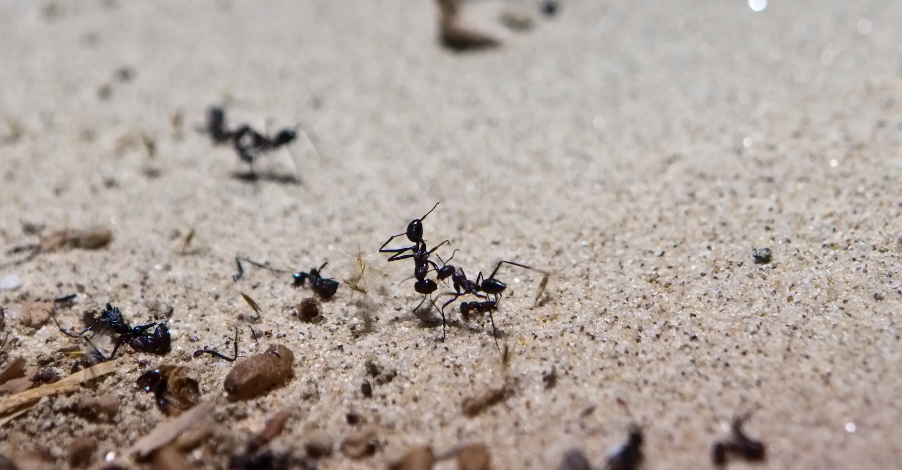 Elles sont petites. Très petites. Et leur cerveau l’est évidemment encore plus. Pourtant, les fourmis ne sont pas si bêtes. Surtout lorsqu’il s’agit de se repérer dans l’espace. © aragami, Adobe Stock