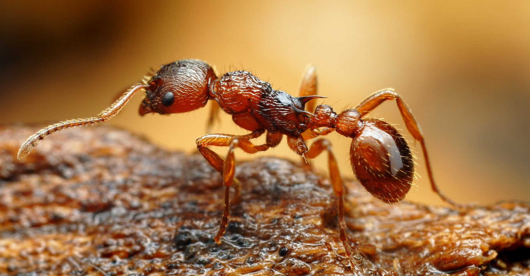 Piqûre et morsure de fourmi