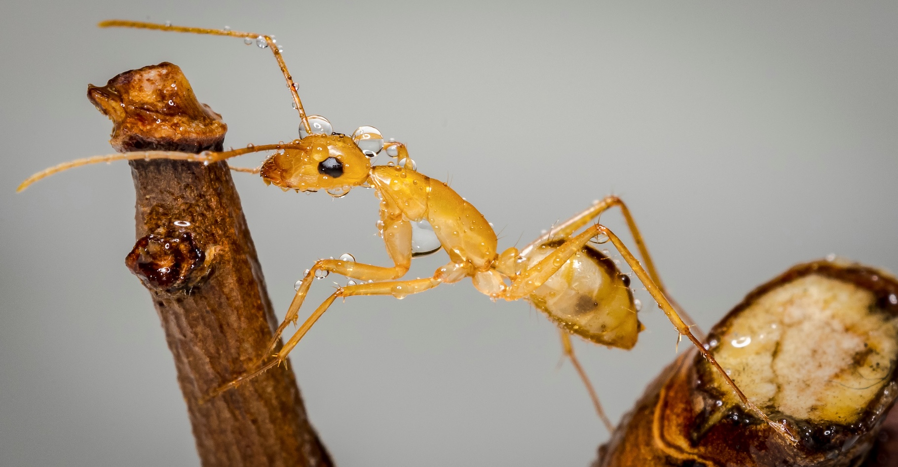 Des chercheurs de l’université de Würzburg (Allemagne) observent que les fourmis charpentières de Floride (Camponotus maculatus) ont développé un système médical qui rivalise presque avec le nôtre. © SCHARF, Adobe Stock