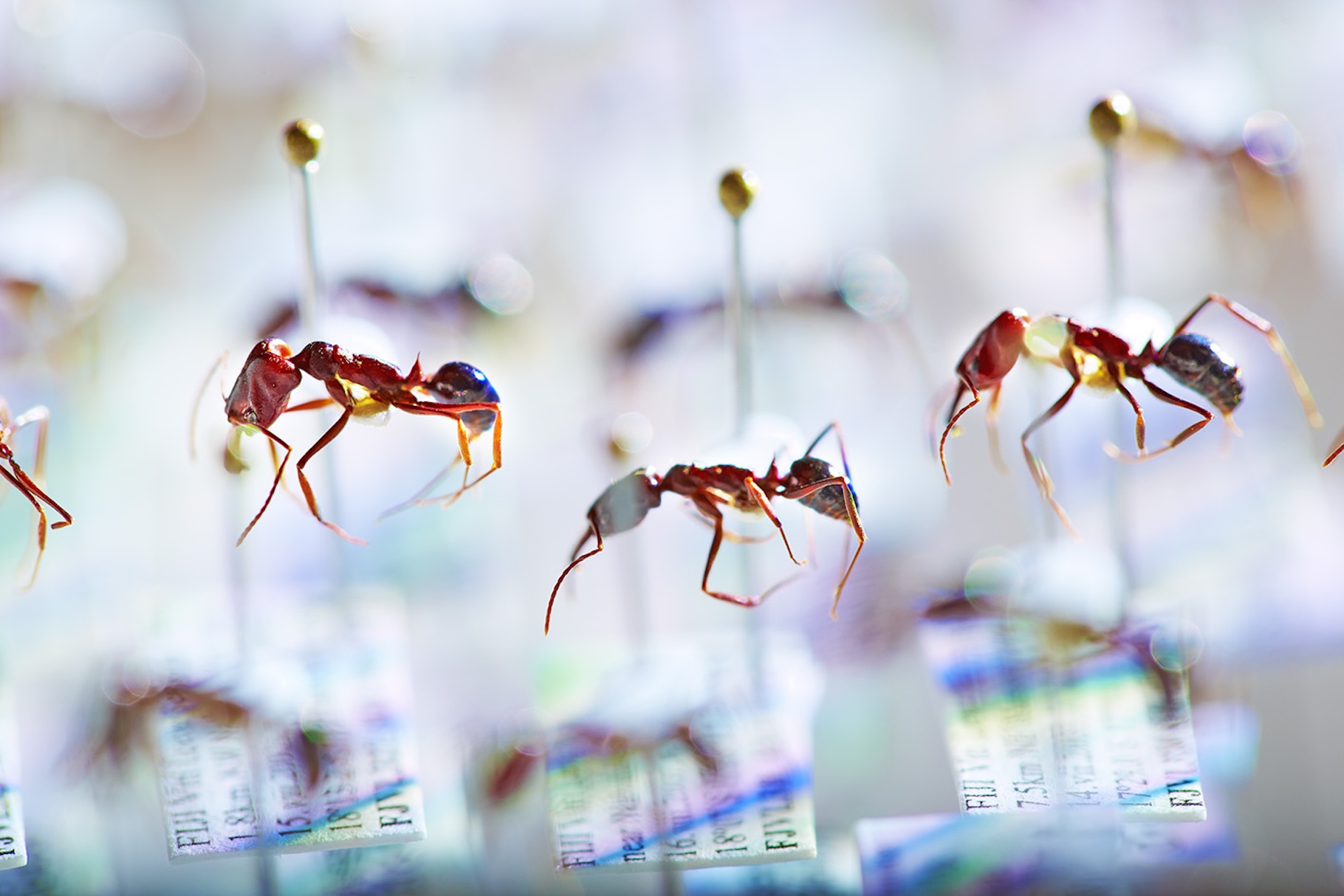 Ce que les fourmis révèlent aujourd’hui sur l’avenir des écosystèmes — free download