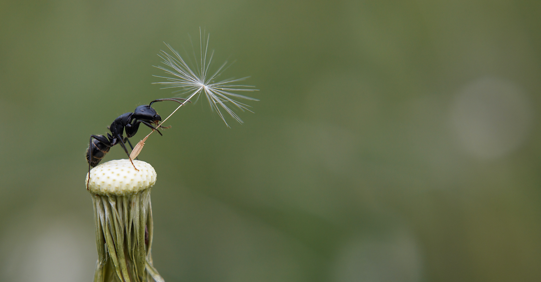 Des chercheurs américains montrent aujourd’hui que les fourmis dispersent des graines de plantes qu’elles ont au préalable nettoyées de certains de leurs agents pathogènes. © Serg Zastavkin, Adobe Stock