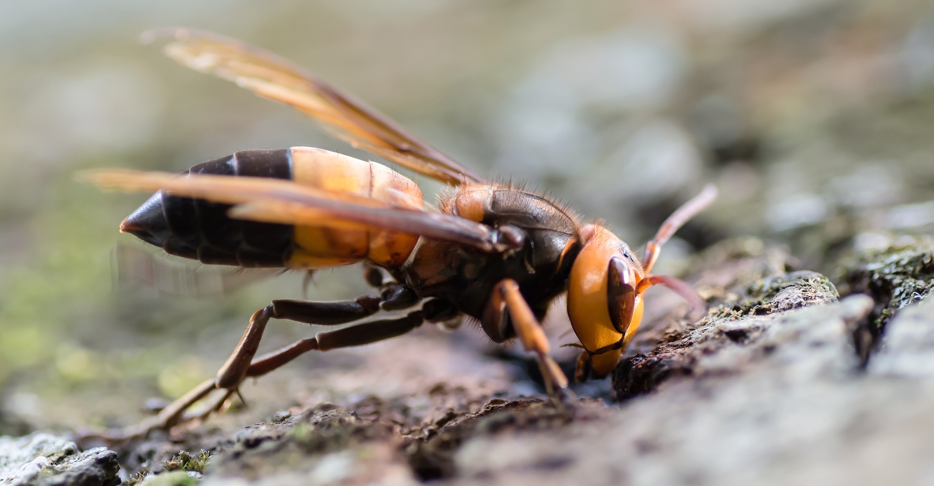 Des entomologistes de l’université d’Oviedo (Espagne) ont découvert des frelons géants du Sud dans le nord de l’Espagne. Une première pour cette espèce originaire d’Asie. © Rushen, Khao Yai National Park, Wikipedia, CC by-SA 2.0