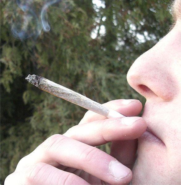Le cannabis a beau être interdit, il n'en reste pas moins une drogue appréciée. Selon certaines estimations, 13,4 millions de Français en auraient déjà consommé, soit une personne sur cinq. Les chiffres pourraient encore augmenter. Pour quels dégâts sur les cerveaux des adolescents ? © Chmee2, Wikipédia, cc by sa 30
