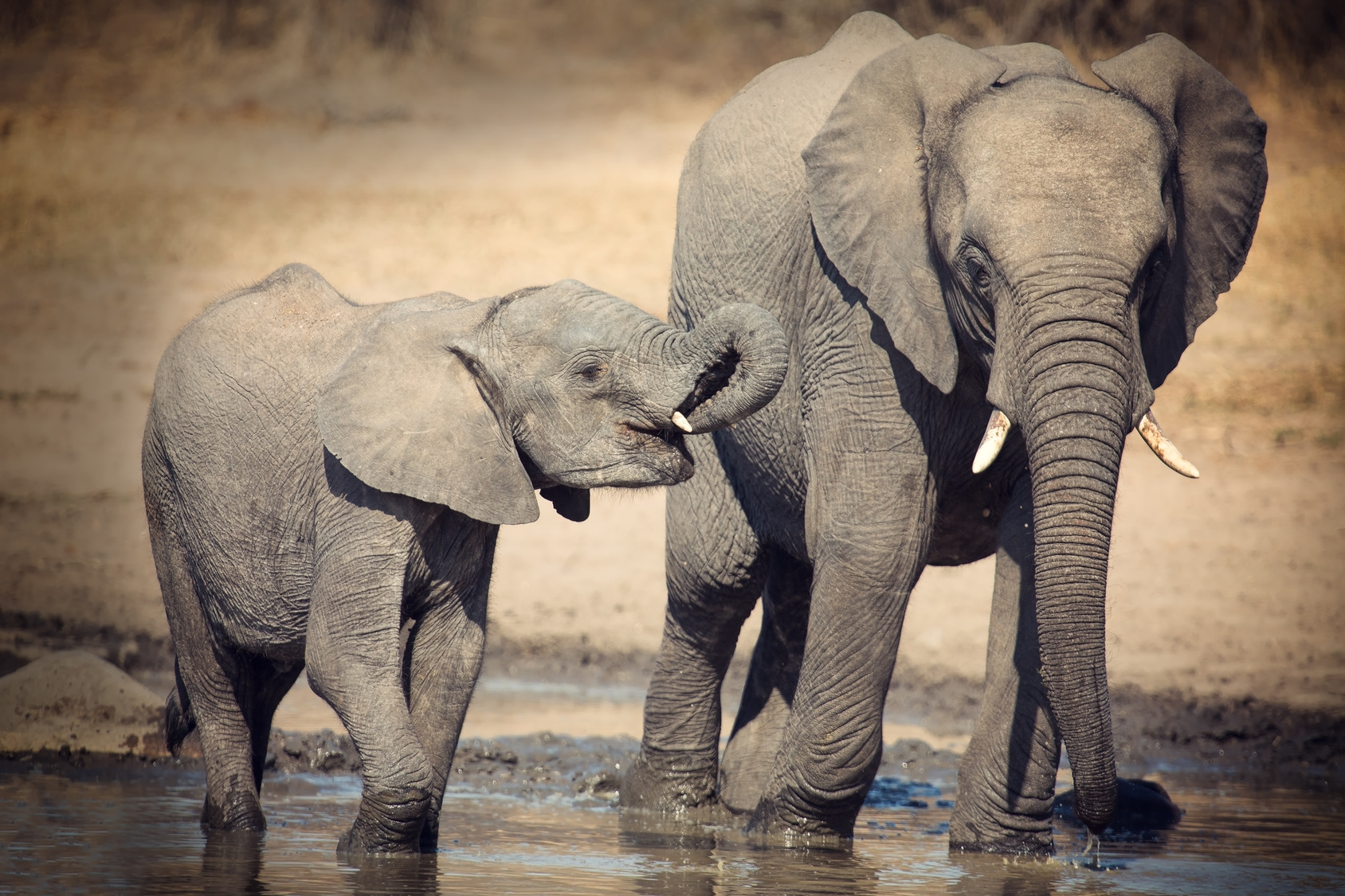 Pourquoi Les Elephant Ont Peur Des Souris Les éléphants ont-ils réellement peur des souris ?