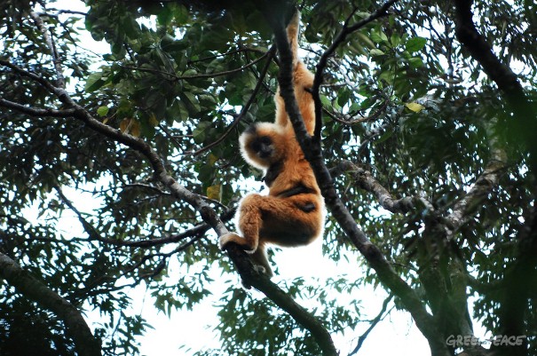 Le gibbon de Hainan, dont il ne reste que 23 individus, est menacé par la déforestation. &copy; Greenpeace