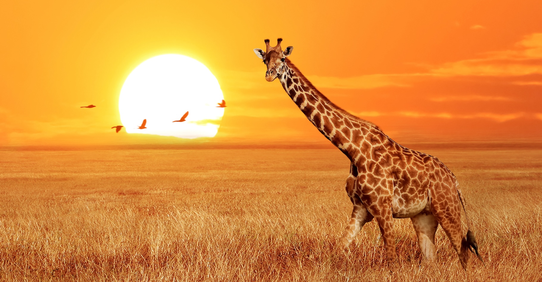 Une blogueuse a partagé la photo d’une girafe – ici, pour illustration, une girafe en pleine santé – présentant un cou en zigzag. © delbars, Adobe Stock