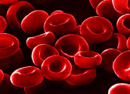 Les globules rouges pourront peut-être être remplacés, si besoin, par des particules d'hydrogel. © DR