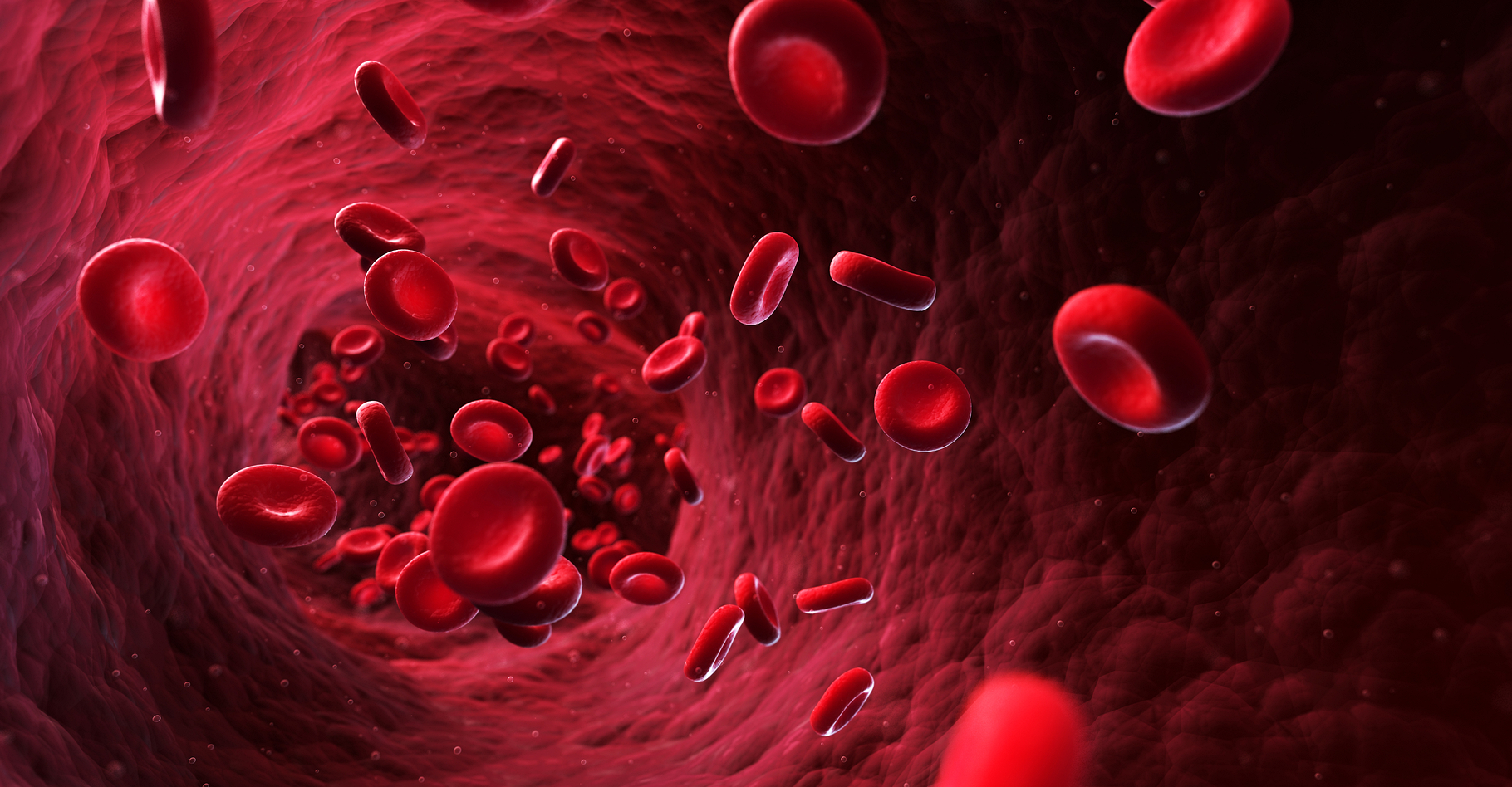 Le taux d'hématocrite se visualise par la proportion du volume de globules rouges par rapport au volume total du sang. © Sebastian Kaulitzki, Shutterstock