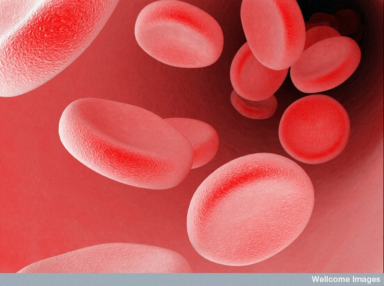 Les globules rouges sont les cellules du sang chargées de transporter l'oxygène des poumons&nbsp;jusqu'aux tissus, et de récupérer le dioxyde de carbone pour qu'il soit excrété par l'organisme par expiration, les deux molécules ayant de l'affinité pour l'hémoglobine. Ötzi l'Homme de glace&nbsp;ne souffrait apparemment&nbsp;d'aucune maladie du sang, et serait mort très vite après sa blessure à l'épaule.&nbsp;©&nbsp;Maurizio de Angelis, Wellcome Images, cc by nc nd 2.0