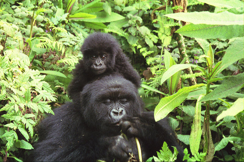 Les gorilles des montagnes sont sensibles aux infections. © Sarel Kromer, Wikimedia, CC by-sa 2.0