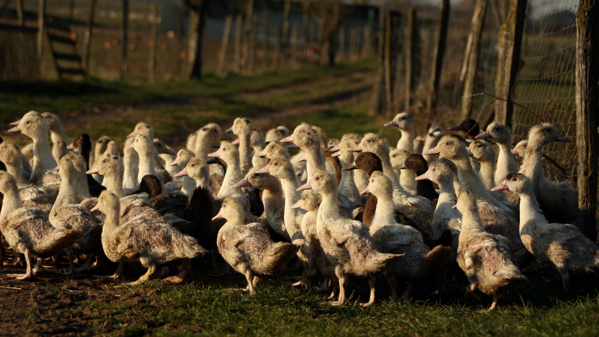 Dans le sud-ouest de la France, la grippe aviaire est de retour et est « hors de contrôle ». L'État a préconisé un abattage&nbsp;renforcé&nbsp;des élevages de canards. © Toanet, Adobe Stock