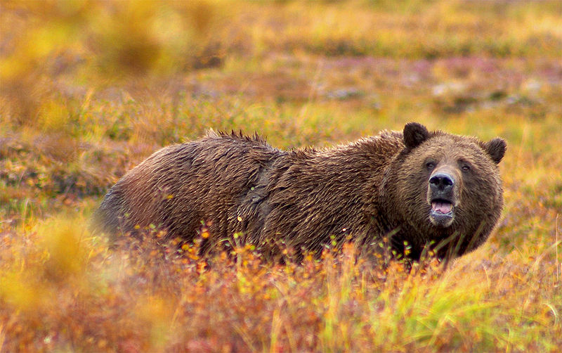 En changeant de comportement alimentaire, le grizzly&nbsp;peut modifier la flore autour de lui. © Diliff, Wikipédia, CC BY 2.5