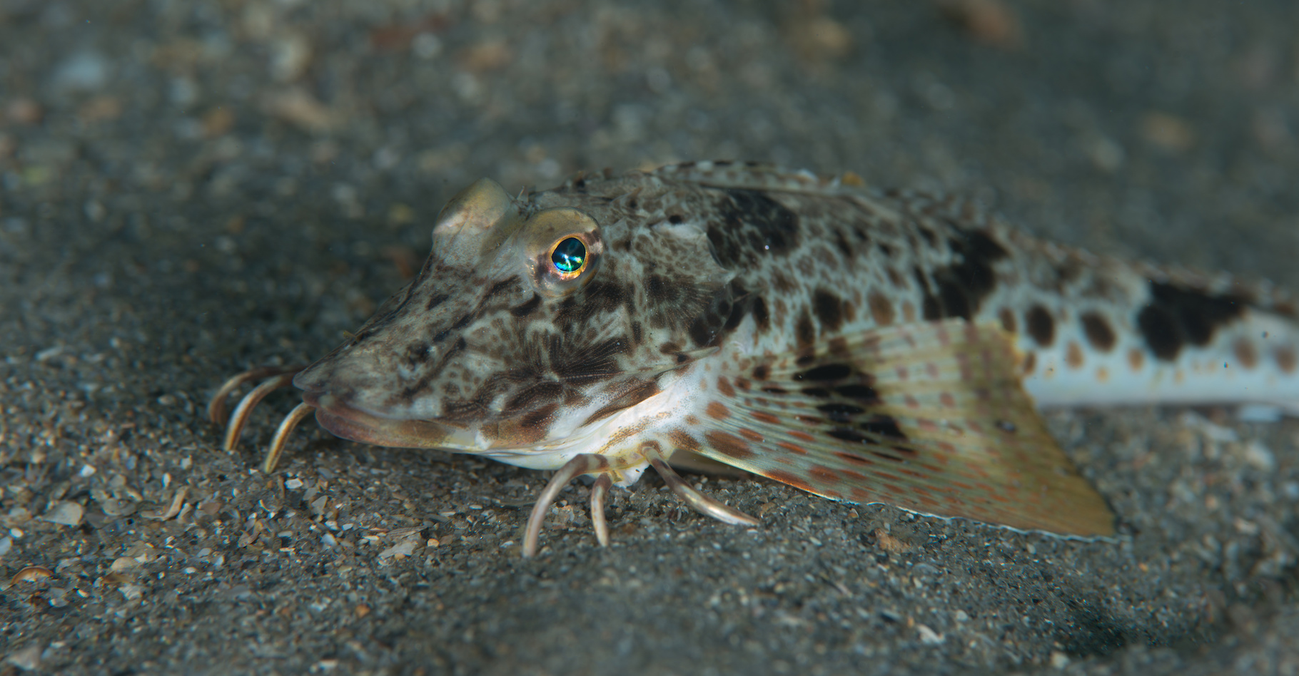 Les Triglidae font partie de ces poissons qui peuvent marcher sous l’eau. © Albert, Adobe Stock