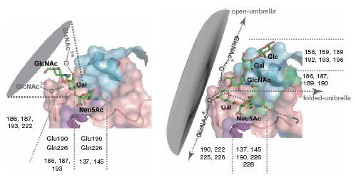 Schéma des récepteurs des virus de type H5 (à gauche) en forme de cône, et de type H1, H2, H3 (à droite) en forme de parapluie. Crédit : MIT