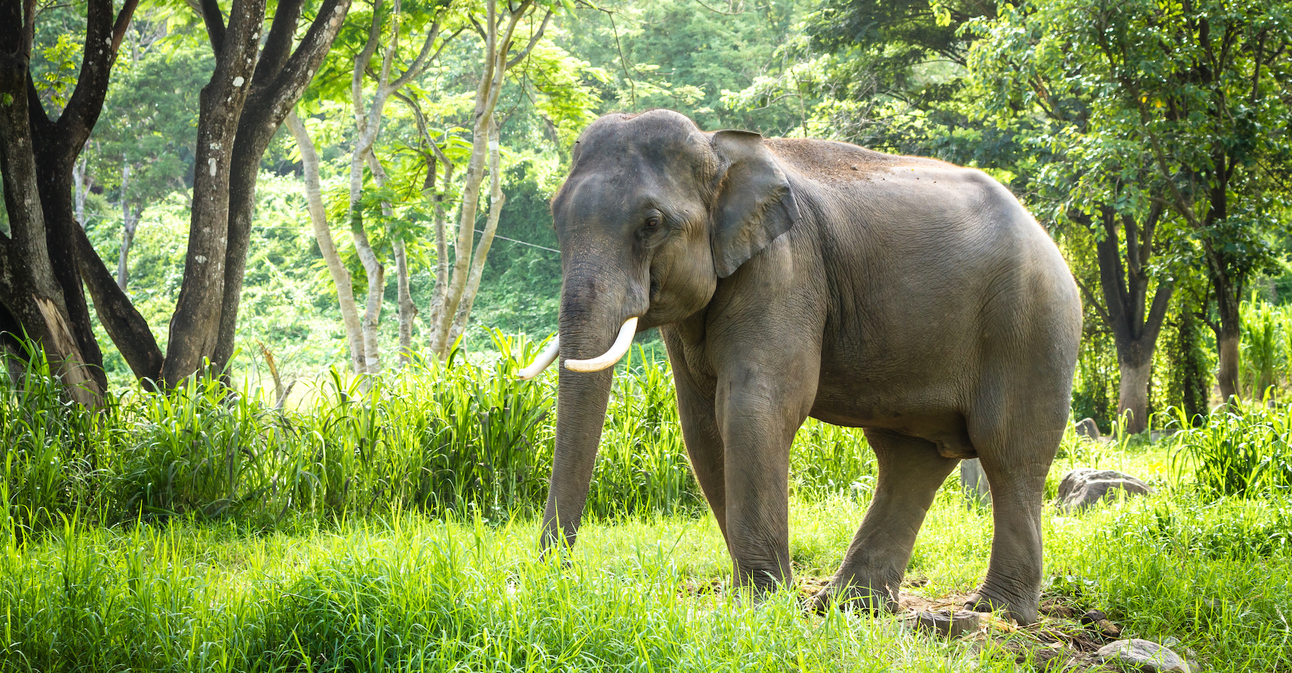 Des chercheurs de l’université de Californie (États-Unis) montrent que les éléphants d’Asie ont perdu plus de la moitié de leur territoire. © hangingpixels, Adobe Stock