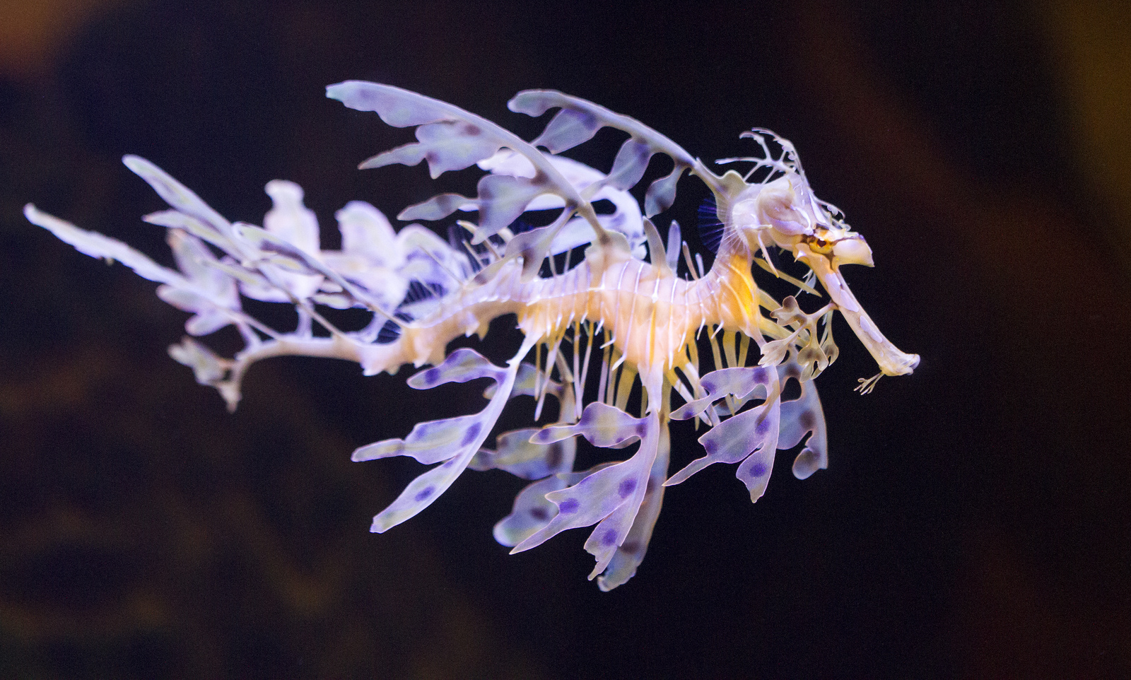 Vous êtes nombreux à avoir trouvé la bonne réponse : je suis effectivement l’hippocampe feuille, ou dragon de mer feuillu. © San Diego Shooter, Flickr, cc by nc nd 2.0