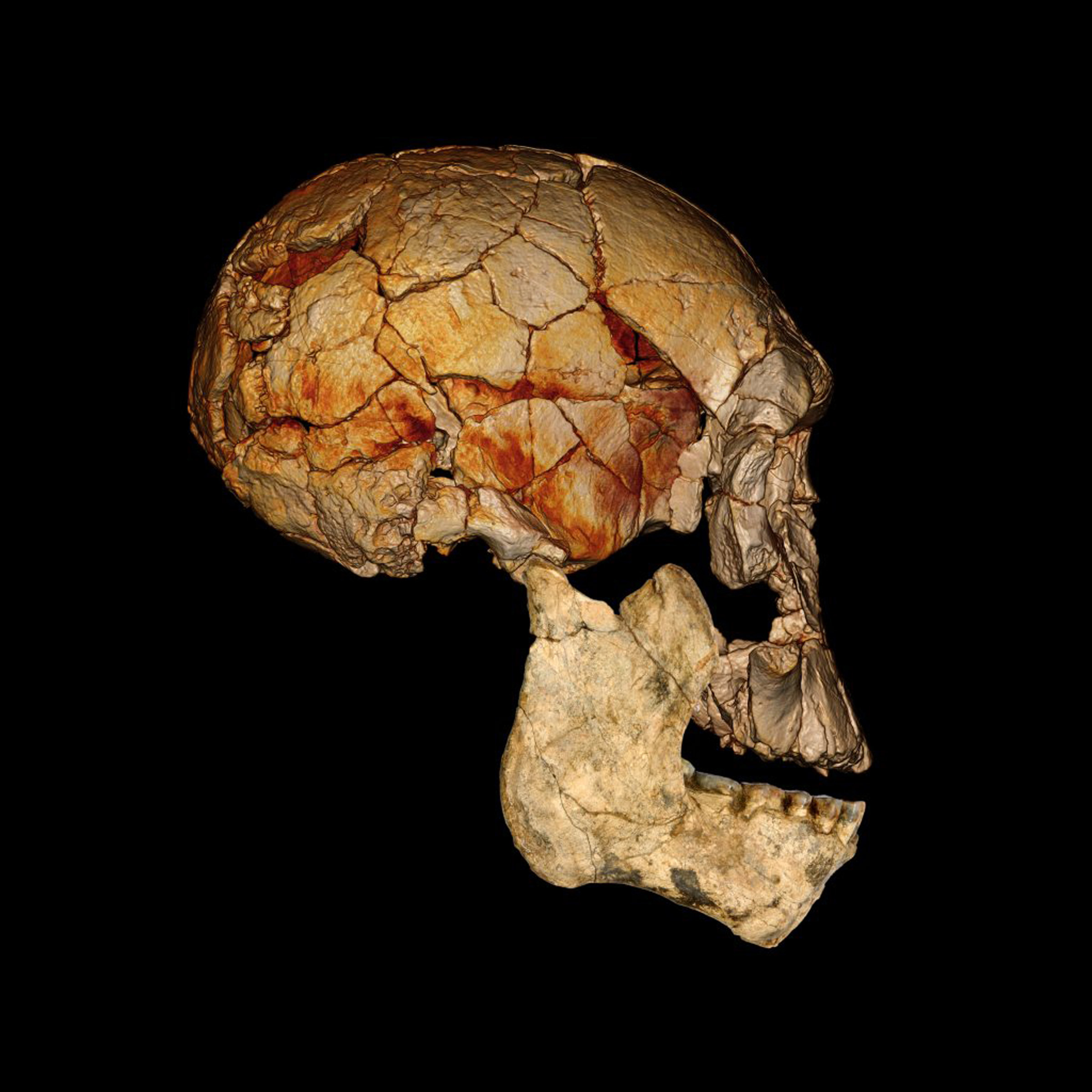Représentation du crâne KNM-ER 1.470, découvert à&nbsp;Koobi Fora au Kenya en 1972, à laquelle&nbsp;a été&nbsp;associée la mâchoire KNM-ER 60.000. L’image du crâne a été obtenue grâce à un CT-scan. La photographie de la mâchoire correspond à une reconstitution. © Fred Spoor