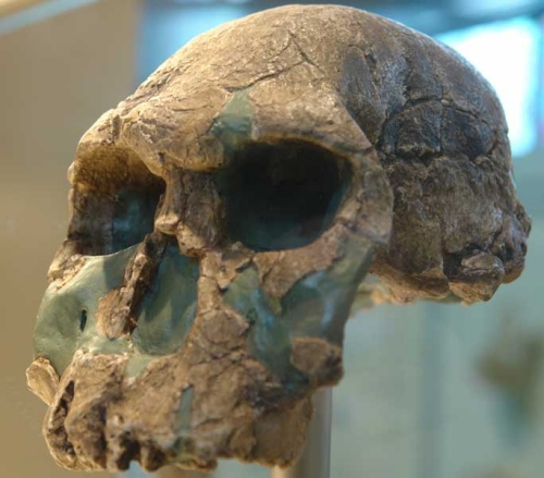 Un crâne d'Homo habilis. © Charles Fred (Museum d'Histoire Naturelle de Paris)