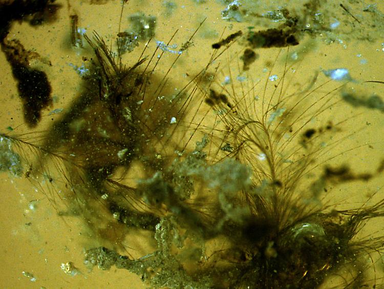 Les plumes primitives découvertes dans l'ambre du crétacé (100 millions d'années), en Charente-Maritime. Crédit : Vincent Perrichot/Didier Néraudeau CNRS