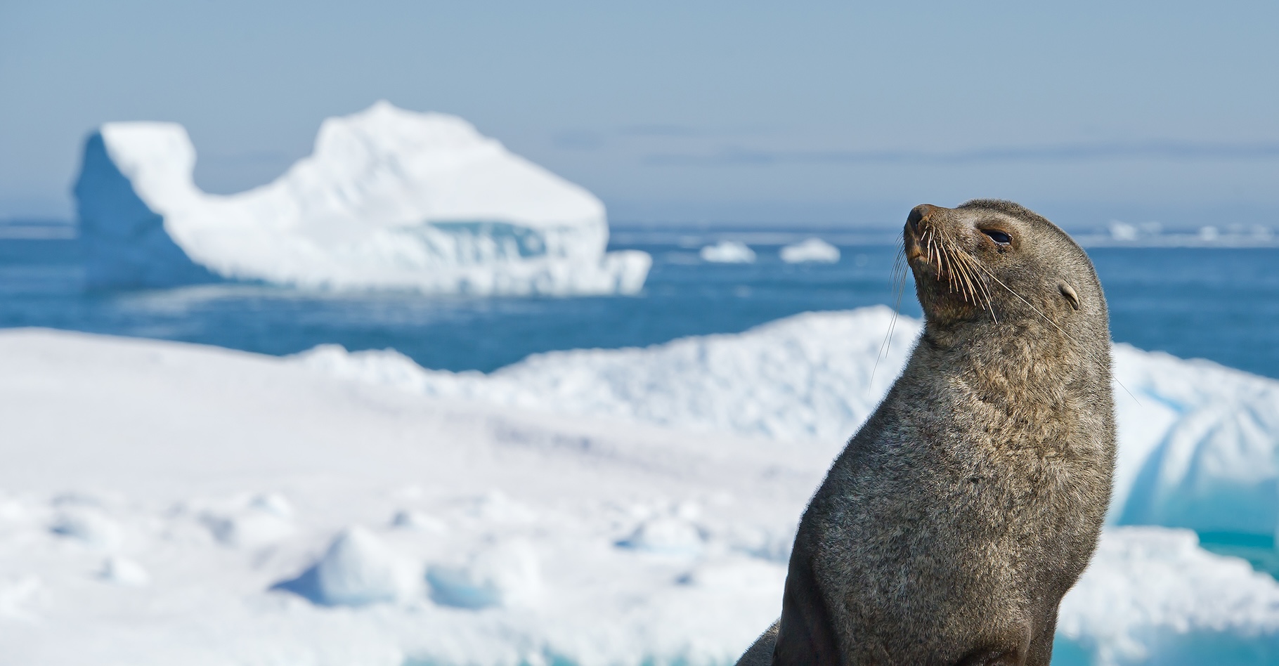 Des images satellitaires montrent que A23a, le plus grand iceberg du monde, s’approche de l’île de Géorgie du Sud, menaçant sa biodiversité. © mzphoto 11, Adobe Stock