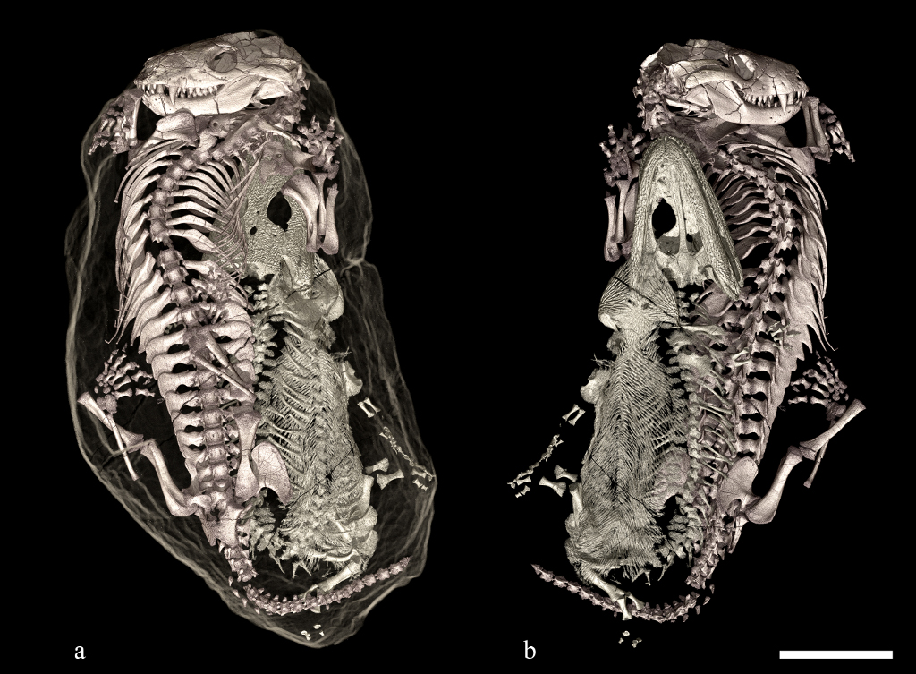 Le développement récent&nbsp;de l'imagerie à rayons X à l'ESRF a permis d'analyser le contenu du terrier et de créer des images 3D sans&nbsp;endommager les fossiles à l'intérieur. © Vincent Fernandez, ESRF
