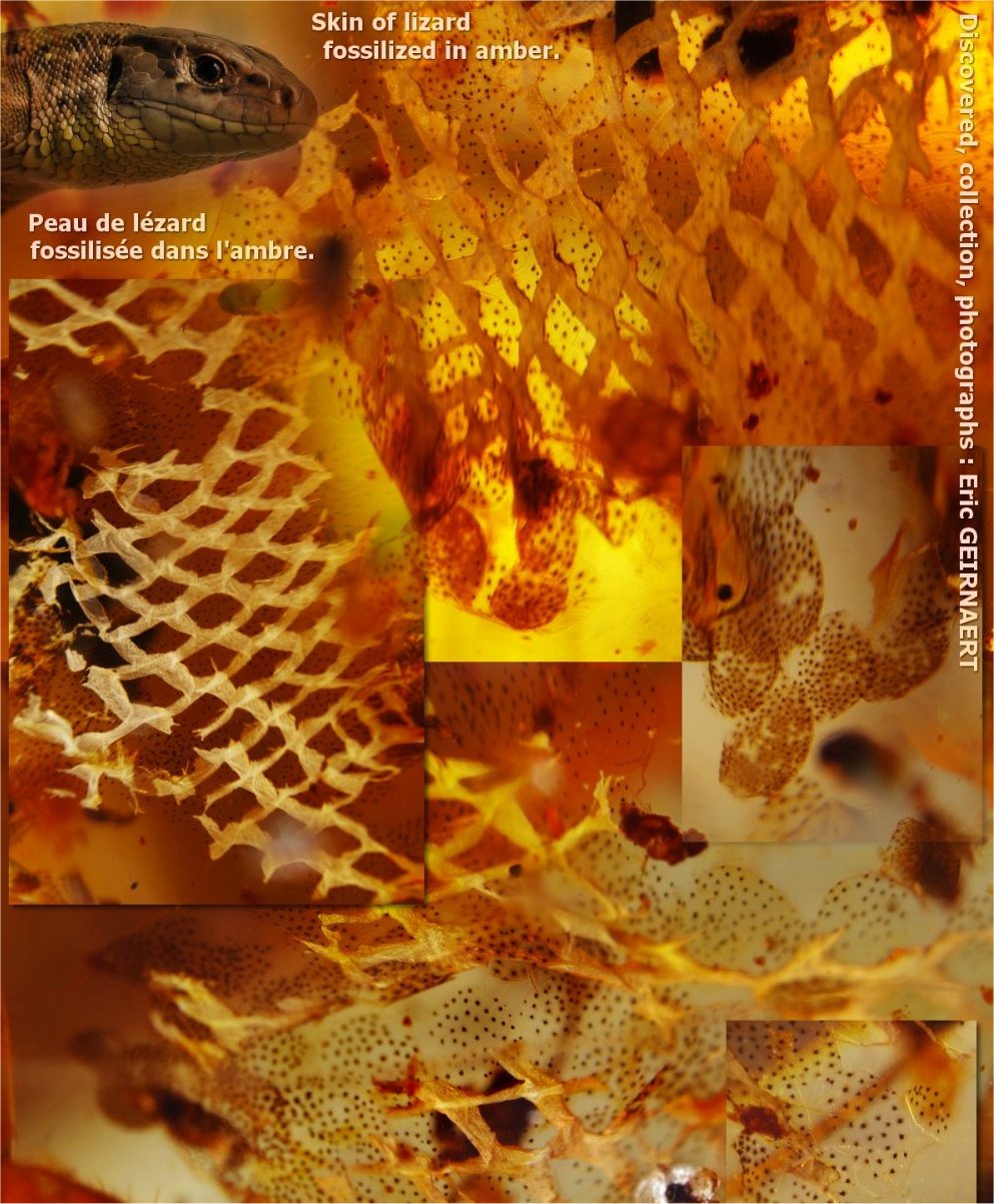 L'ambre emprisonne et protège des fossiles très anciens. Une bonne technique d'observation permet d'étonnantes observations. Découvrez d'autres images sur le site de Éric Geirnaert. © Éric Geirnaert