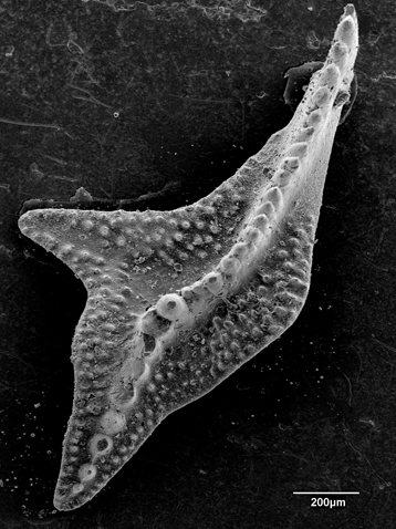 Pièce buccale d'un conodonte observée en microscopie électronique à balayage. © Arlette Armand/Microscope Electronique à Balayage du Laboratoire PaléoEnvironnements et PaléobioSphère